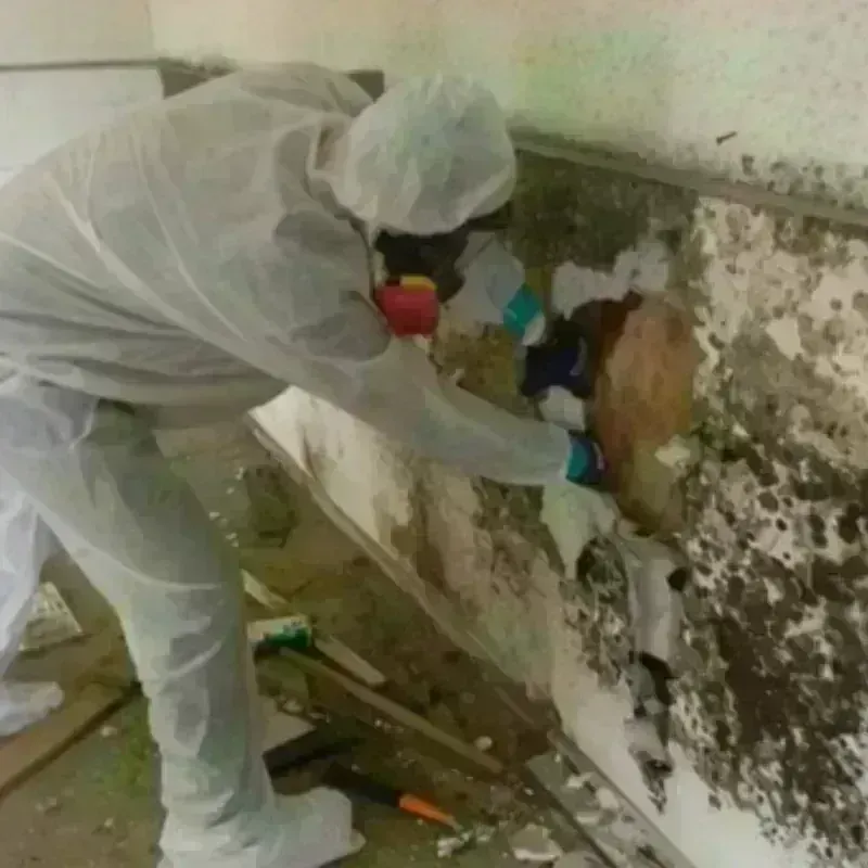 Mold Remediation and Removal in Claiborne, LA